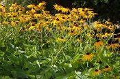Rudbeckia fulgida, Eastern Coneflower, Native Perennial Plant Plugs, Native Wildflowers, Native Pollinator Support Plants, Organically Grown