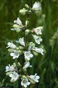 Penstemon digitalis, Foxglove beardtongue, Native Perennial Wildflower