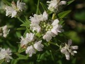 Pycnanthemum virginianum, Virginia Mountain Mint, Native Perennial Plant Plugs, Native Wildflowers, Native Pollinator Support Plants, Organically Grown