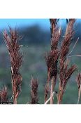 A close up of some brown plants in the grass