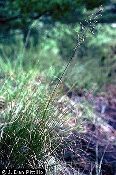 Sporobolus heterolepis, Prairie Dropseed, Native Grasses, Perennial Grass Plugs
