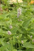 Agastache foeniculum, Anise hyssop, Organically Grown Native Perennial Plugs, Native Wildflowers, Native Pollinator Support Plants