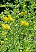 Baptisia tinctoria, Yellow Wild Indigo, Organically Grown Native Perennial Plugs, Native Wildflowers, Native Pollinator Support Plants