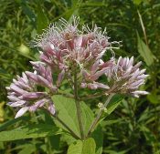 Eutrochium purpureum, Sweet Joe Pye Weed, Native Perennial Plant Plugs, Native Wildflowers, Native Pollinator Support Plants, Organically Grown
