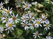 Eurybia macrophylla, Big Leaved Aster, Native Perennial Plant Plugs, Native Wildflowers, Native Pollinator Support Plants, Organically Grown