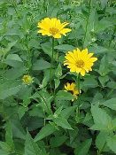 Heliopsis helianthoides, Smooth OxeEye Sunflower, Native Perennial Plant Plugs, Native Wildflowers, Native Pollinator Support Plants, Organically Grown