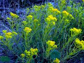 Solidago sempervirens, Seaside Goldenrod, Native Perennial Plant Plugs, Native Wildflowers, Native Pollinator Support Plants, Organically Grown