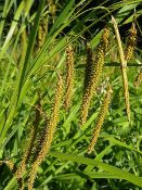 Carex crinita Fringed sedge, Wholesale Native Grass Plugs, VA ecotype