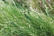 Distichlis spicata, Saltgrass, Native Grass