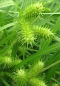 A close up of green plants with spiky heads