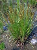 Carex vulpinoidea Fox sedge, Native Grasses, Perennial Grass Plugs