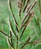 Spartina pectinata, Prairie Cordgrass, Wholesale Native Grasses, Perennial Grass Plugs