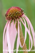 Echinacea pallida, Pale Purple Coneflower, Native Perennial Plant Plugs, Native Wildflowers, Native Pollinator Support Plants, Organically Grown