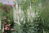 Veronicastrum virginicum, Culver's Root, Wholesale Native Perennial Plant Plugs, Native Wildflowers, Native Pollinator Support Plants, Organically Grown