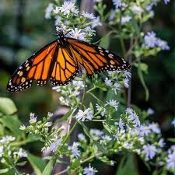 Monarch on Asters