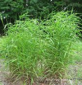 Elymus virginicus, Virginia Wild Rye, Native Grasses, Perennial Grass Plugs
