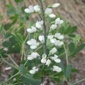 Baptisia alba Wild White Indigo, Organically Grown Native Perennial Plugs, Native Wildflowers, Native Pollinator Support Plants