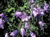 Campanula rotundifolia, Harebell, Organically Grown Native Perennial Plugs, Native Wildflowers, Native Pollinator Support Plants