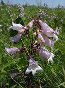 Penstemon calycosus, Calico beardtongue NEW! Native Perennial Wildflower