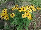 Rudbeckia subtomentosa: Sweet Black Eyed Susan NEW! Native Perennial Wildflower