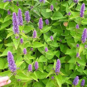 Agastache foeniculum, Anise hyssop, Organically Grown Native Perennial Plugs, Native Wildflowers, Native Pollinator Support Plants