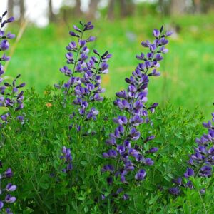 Baptisia australis, False blue indigo, Organically Grown Native Perennial Plugs, Native Wildflowers, Native Pollinator Support Plants