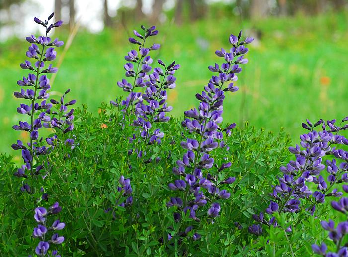 Baptisia australis, False blue indigo, Organically Grown Native Perennial Plugs, Native Wildflowers, Native Pollinator Support Plants