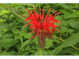 Monarda didyma, Bee Balm, Scarlet beebalm, Native Perennial Plant Plugs, Native Wildflowers, Native Pollinator Support Plants, Organically Grown