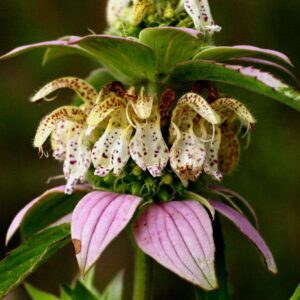 Monarda punctata, Spotted bee balm, Native Perennial Plant Plugs, Native Wildflowers, Native Pollinator Support Plants, Organically Grown