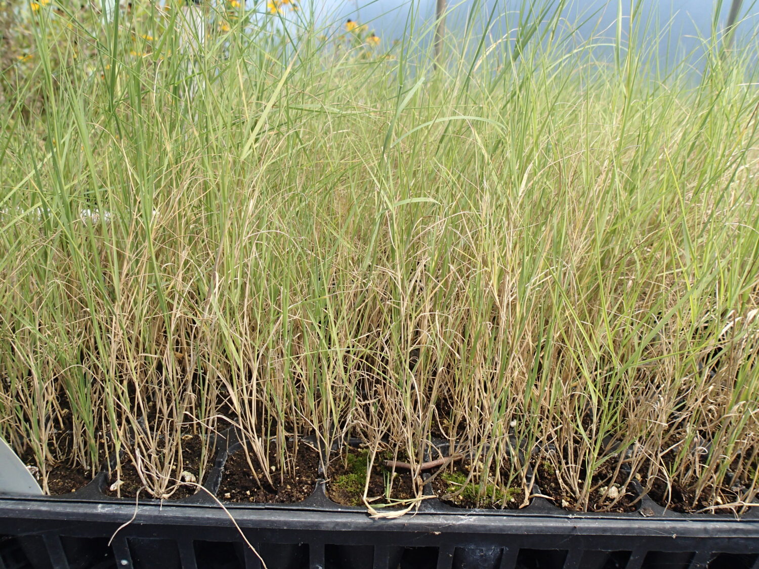Distichlis spicata, Saltgrass, Native Grasses, Wholesale Perennial Grass Plugs, Native Wetland Grass
