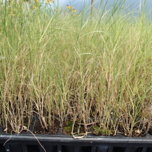 Distichlis spicata, Saltgrass, Native Grasses, Wholesale Perennial Grass Plugs, Native Wetland Grass