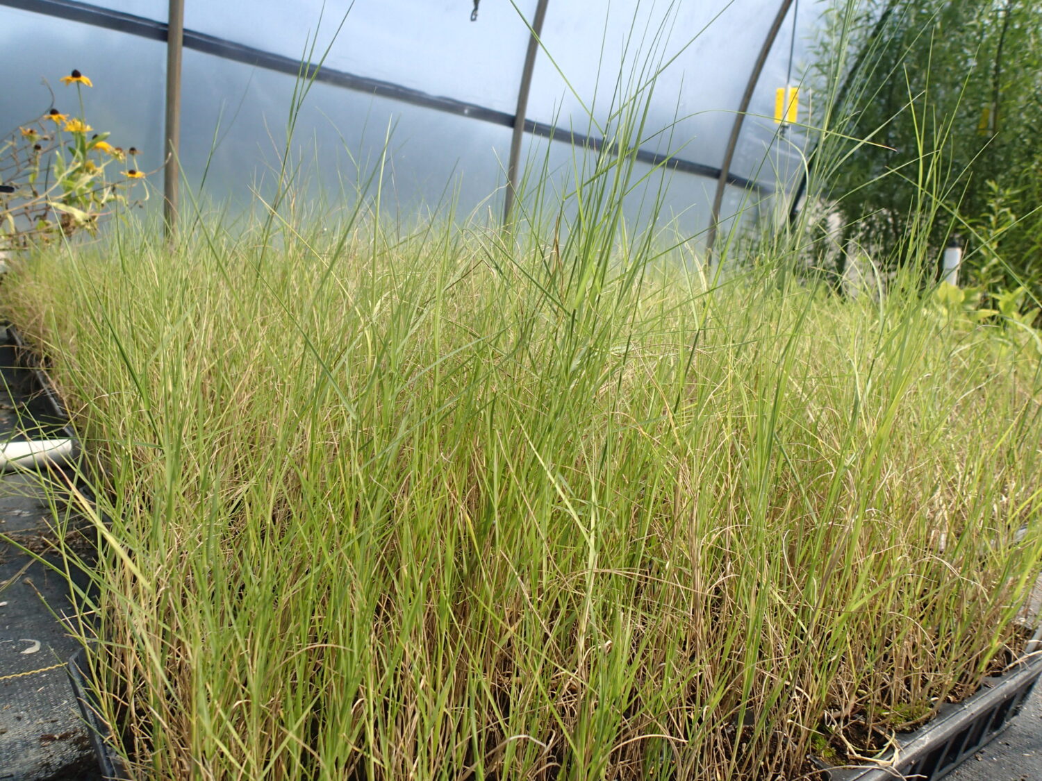 Distichlis spicata, Saltgrass, Native Grasses, Wholesale Perennial Grass Plugs, Native Wetland Grass