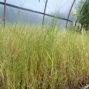 Distichlis spicata, Saltgrass, Native Grasses, Wholesale Perennial Grass Plugs, Native Wetland Grass