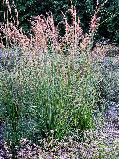 A tall grass bush with pink flowers growing in it.