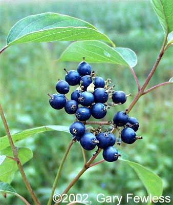 A close up of some berries on a plant