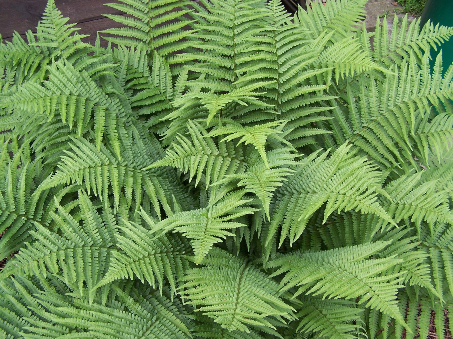 Dryopteris marginalis, Evergreen Wood Fern, Wholesale Bare Root Native Woodland Fern