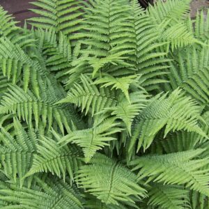 Dryopteris marginalis, Evergreen Wood Fern, Wholesale Bare Root Native Woodland Fern