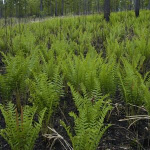 Osmunda cinnamomea, Cinnamon Fern, Wholesale Bare Root Native Woodland Fern