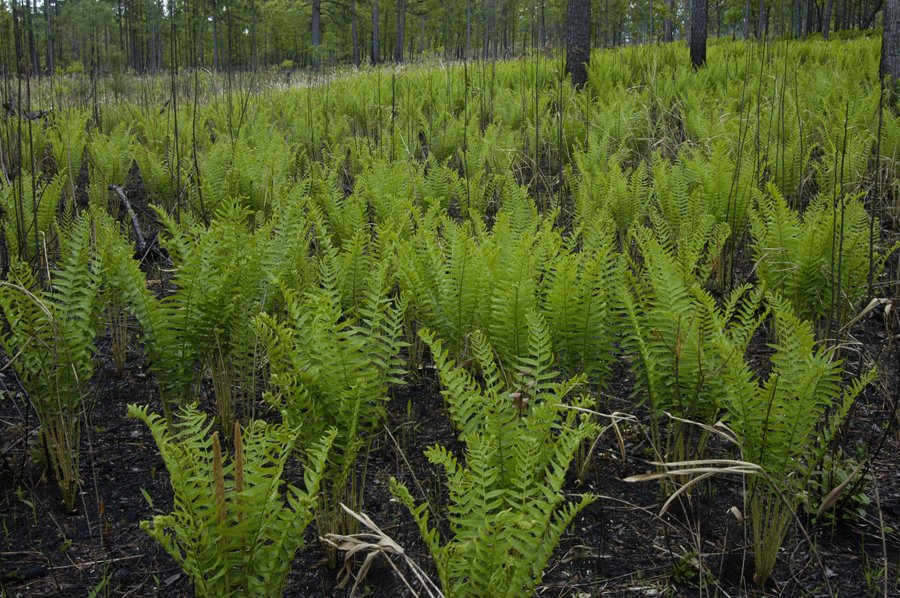 Osmunda cinnamomea, Cinnamon Fern, Wholesale Bare Root Native Woodland Fern
