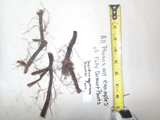 Pteridium aquilinum, Bracken fern, Wholesale Bare Root Native Woodland Fern