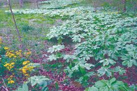 Podophyllum peltatum, Mayapple, Wholesale Native Bare Root Perennial