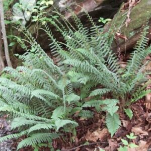 Polystichum acrostichoides, Christmas Fern, Wholesale Bare Root Native Woodland Fern