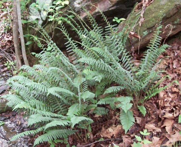 Polystichum acrostichoides, Christmas Fern, Wholesale Bare Root Native Woodland Fern