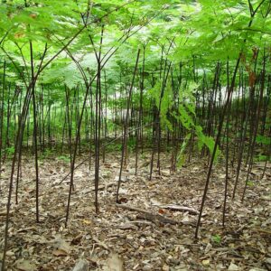 Pteridium aquilinum, Bracken fern, Wholesale Bare Root Native Woodland Fern