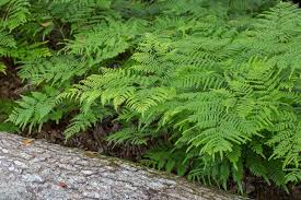 Pteridium aquilinum, Bracken fern, Wholesale Bare Root Native Woodland Fern