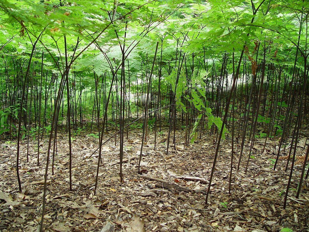Pteridium aquilinum, Bracken fern, Wholesale Bare Root Native Woodland Fern