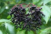A close up of some black berries on a plant