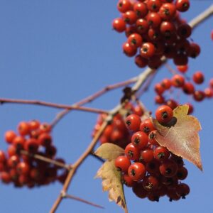 A bunch of berries hanging from a tree.