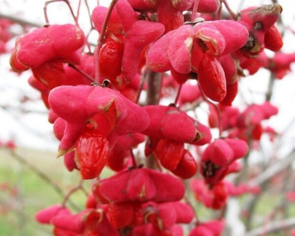 A close up of the flowers on a tree