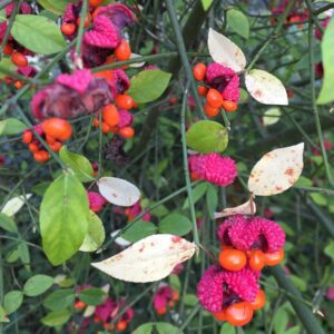 Euonymous americanus, Strawberry bush